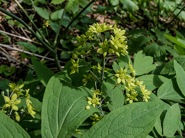 Caulophyllum thalictroides (Blue cohosh) #66635