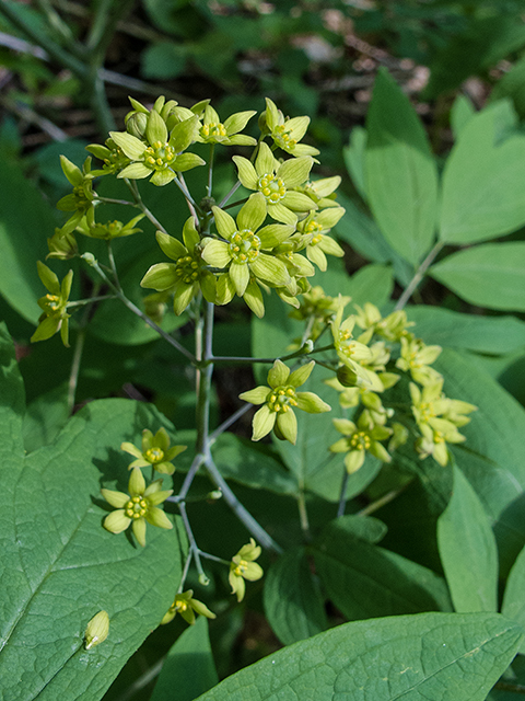 Caulophyllum thalictroides (Blue cohosh) #66636