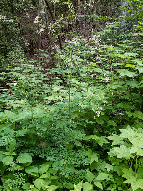 Thalictrum pubescens (King of the meadow) #66689