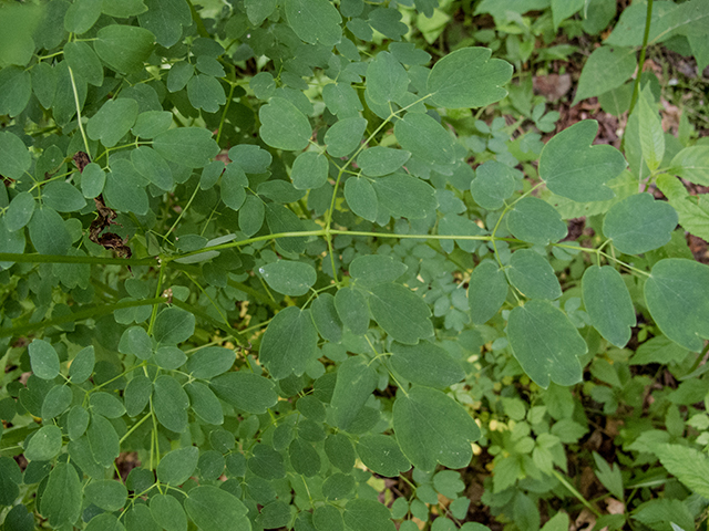 Thalictrum pubescens (King of the meadow) #66692