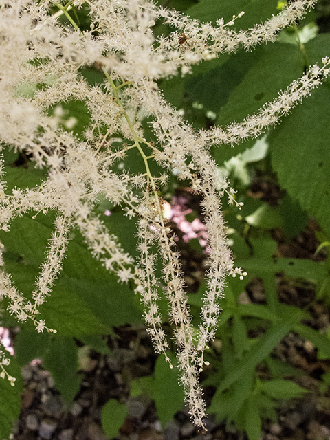 Aruncus dioicus (Bride's feathers) #66704