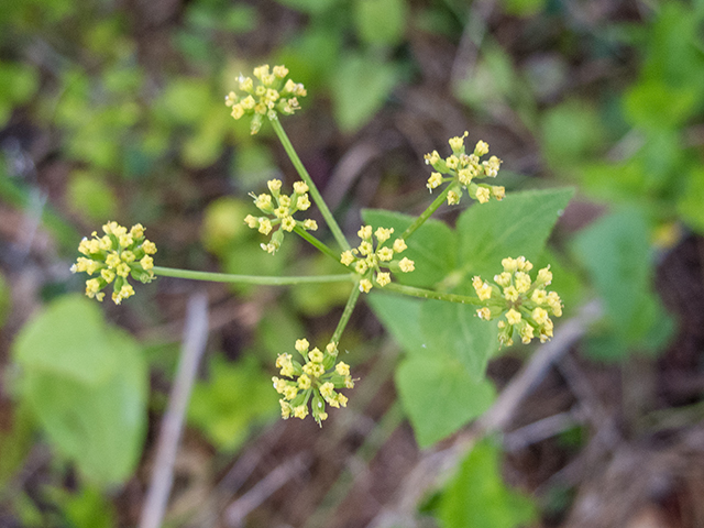 Zizia aptera (Heart-leaved meadow parsnip) #66716