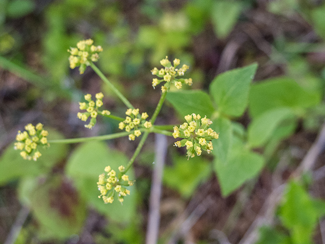 Zizia aptera (Heart-leaved meadow parsnip) #66717