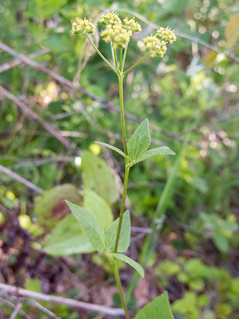 Zizia aptera (Heart-leaved meadow parsnip) #66718