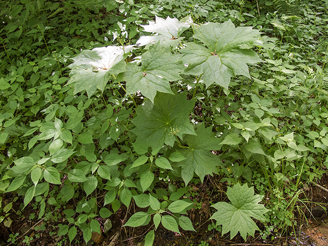 Diphylleia cymosa (American umbrellaleaf) #66742