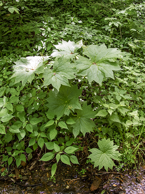 Diphylleia cymosa (American umbrellaleaf) #66743