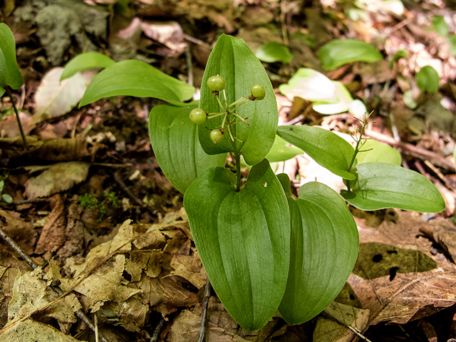 Maianthemum canadense (Canada mayflower) #66767