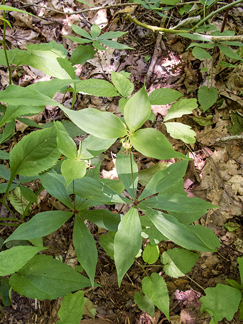 Medeola virginiana (Indian cucumber) #66773