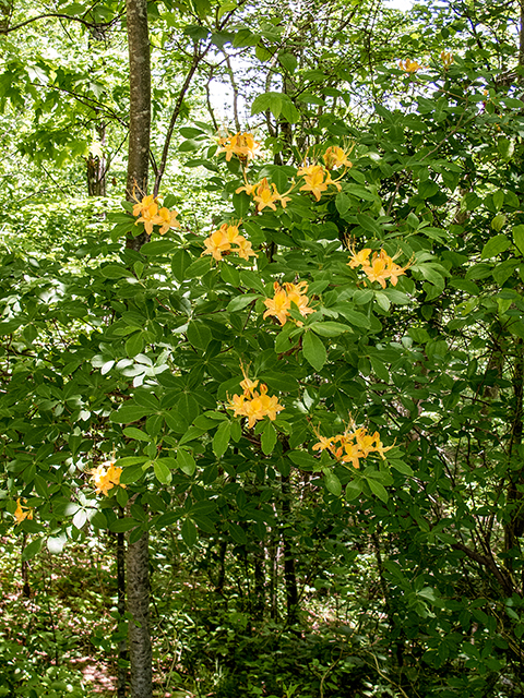 Rhododendron calendulaceum (Flame azalea) #66779