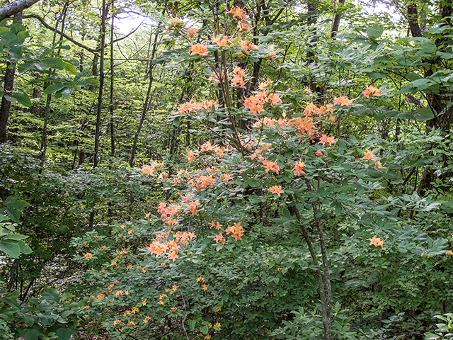 Rhododendron calendulaceum (Flame azalea) #66805