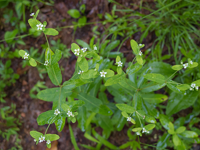 Euphorbia corollata (Flowering spurge) #66843