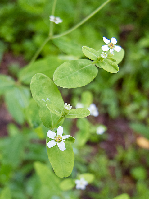 Euphorbia corollata (Flowering spurge) #66845