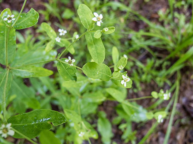 Euphorbia corollata (Flowering spurge) #66846