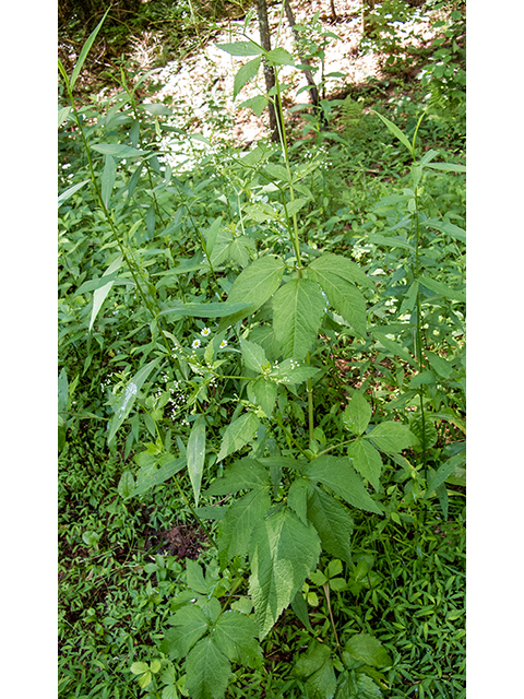 Cryptotaenia canadensis (Canadian honewort) #66851