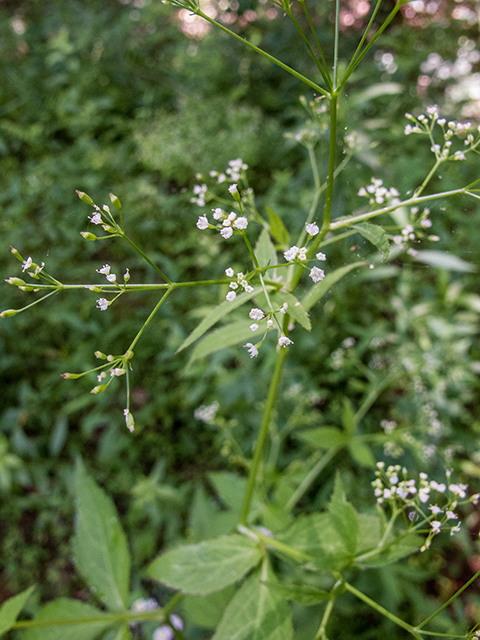 Cryptotaenia canadensis (Canadian honewort) #66852