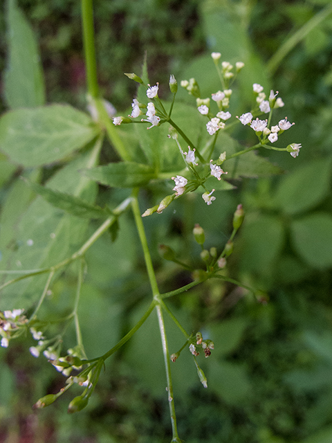 Cryptotaenia canadensis (Canadian honewort) #66853