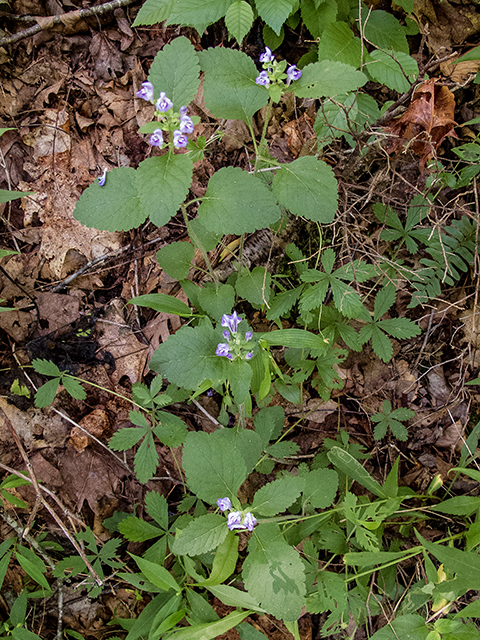 Scutellaria elliptica (Hairy skullcap) #66879