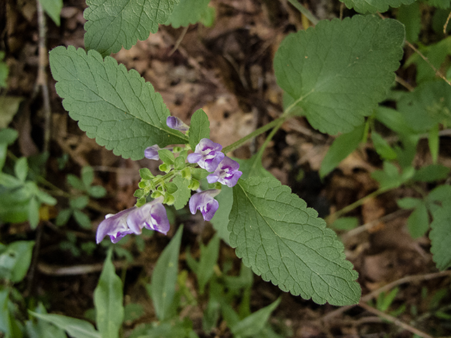 Scutellaria elliptica (Hairy skullcap) #66880