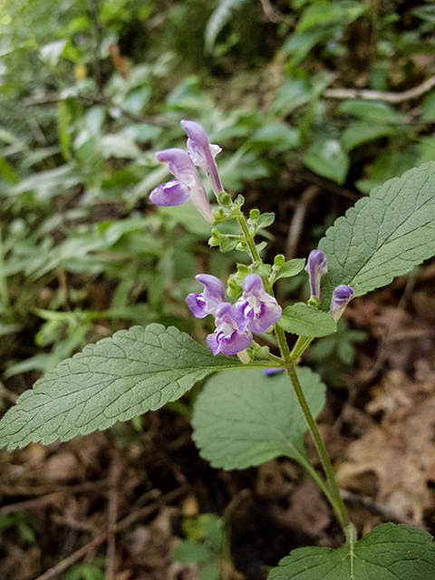 Scutellaria elliptica (Hairy skullcap) #66881