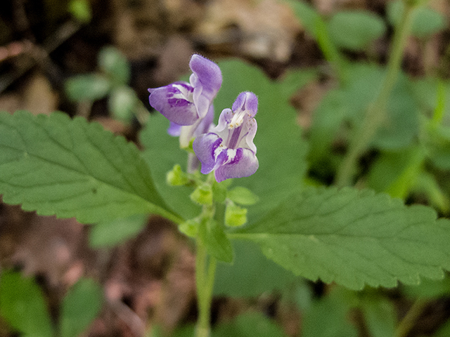 Scutellaria elliptica (Hairy skullcap) #66882