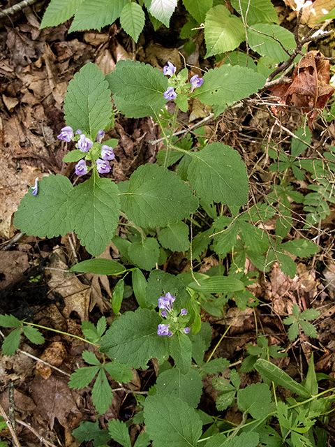 Scutellaria elliptica (Hairy skullcap) #66883