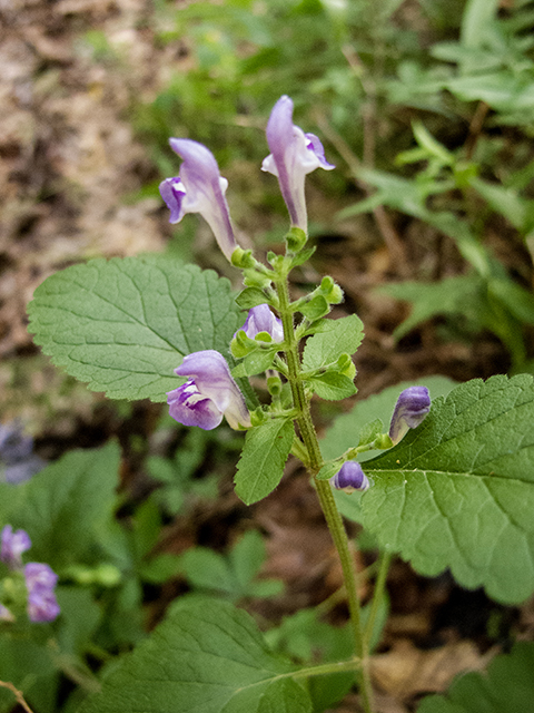 Scutellaria elliptica (Hairy skullcap) #66884