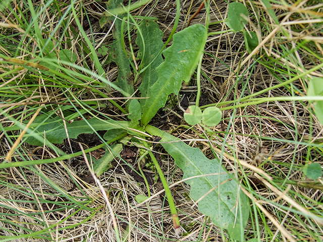 Krigia biflora (Two-flower dwarf dandelion) #66906