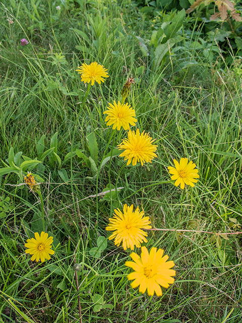 Krigia biflora (Two-flower dwarf dandelion) #66907