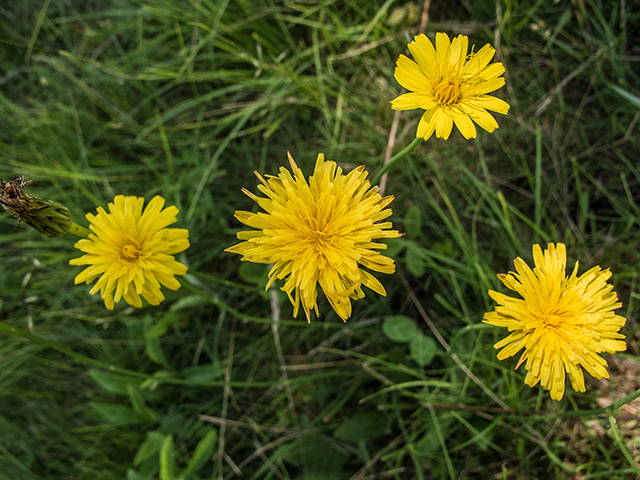 Krigia biflora (Two-flower dwarf dandelion) #66908