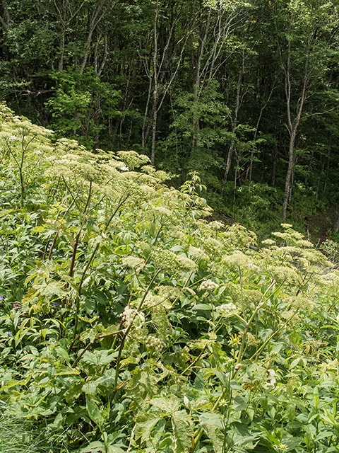 Heracleum maximum (Common cowparsnip) #66915