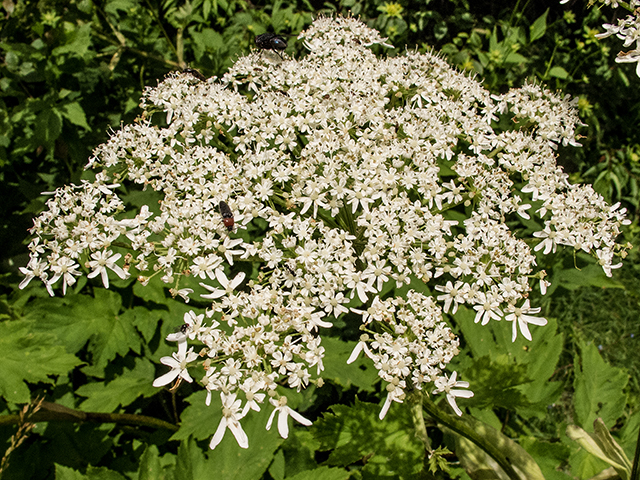 Heracleum maximum (Common cowparsnip) #66919