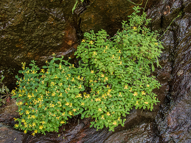 Hypericum buckleyi (Buckley's st. john's-wort) #67130