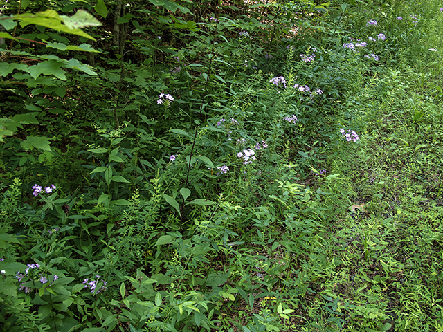 Phlox carolina (Carolina phlox) #67135