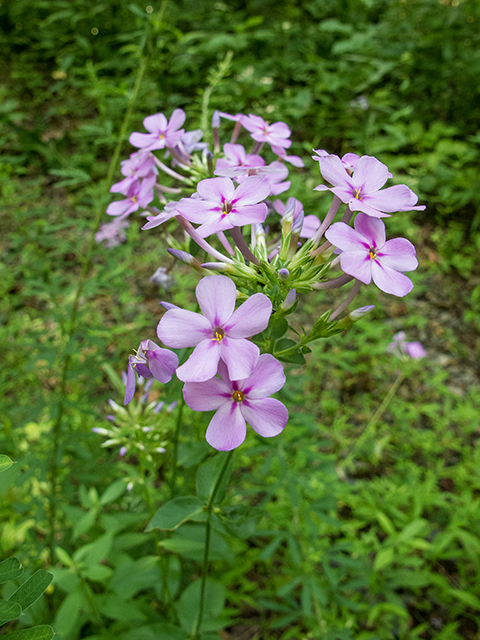 Phlox carolina (Carolina phlox) #67137