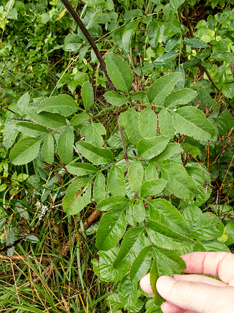 Angelica venenosa (Hairy angelica) #67147