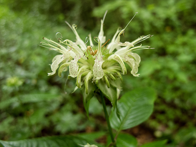 Monarda clinopodia (White bergamot) #67150