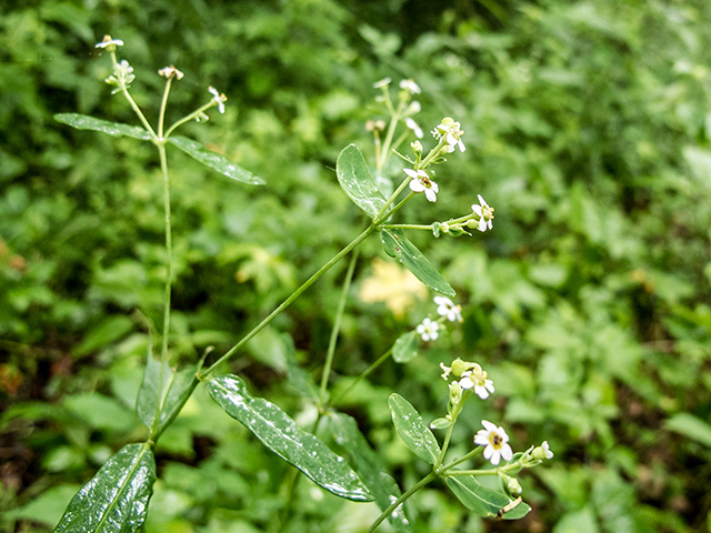 Euphorbia corollata (Flowering spurge) #67154