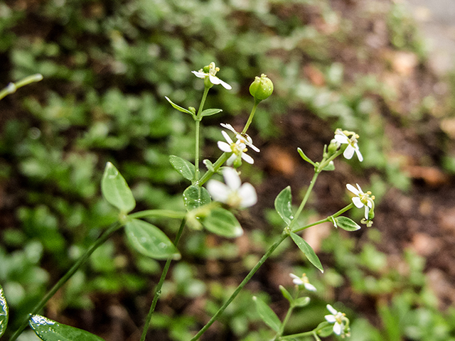 Euphorbia corollata (Flowering spurge) #67155