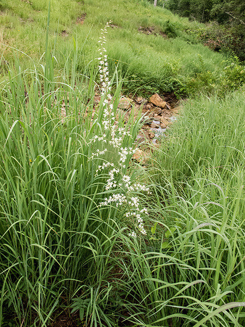 Stenanthium gramineum (Eastern featherbells) #67171