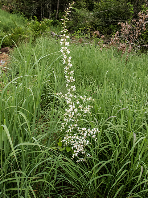 Stenanthium gramineum (Eastern featherbells) #67172