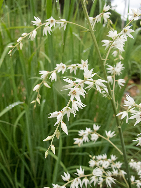 Stenanthium gramineum (Eastern featherbells) #67173