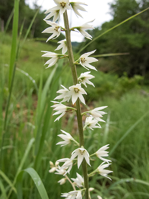 Stenanthium gramineum (Eastern featherbells) #67174