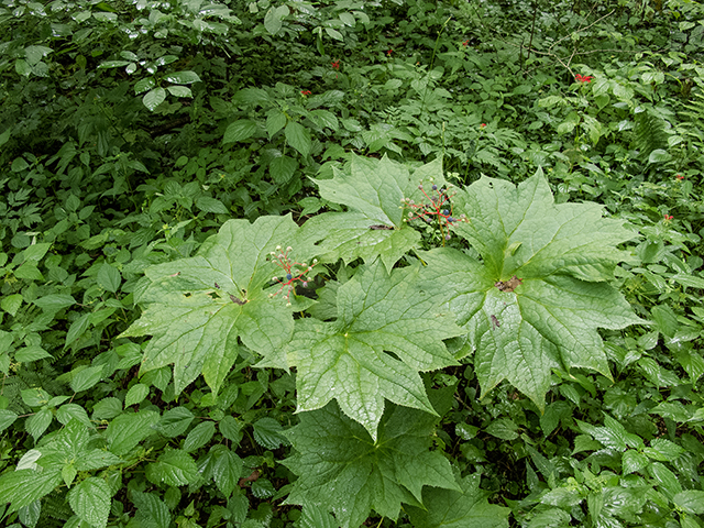 Diphylleia cymosa (American umbrellaleaf) #67178