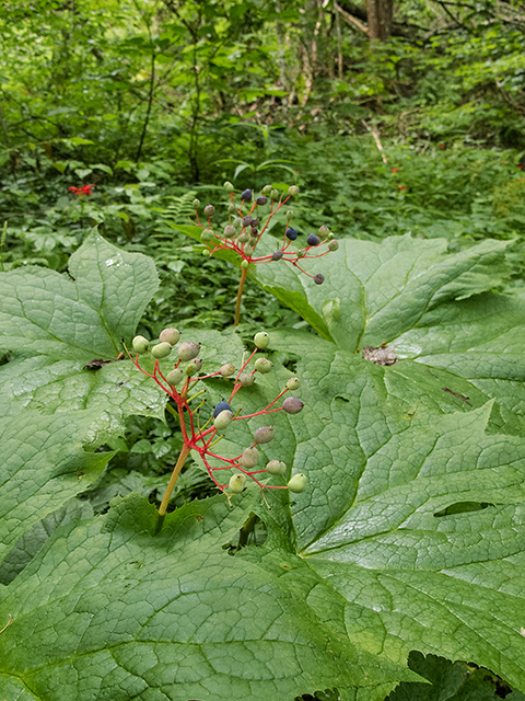 Diphylleia cymosa (American umbrellaleaf) #67179