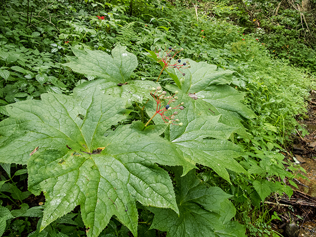 Diphylleia cymosa (American umbrellaleaf) #67180