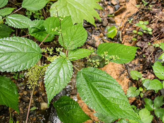 Laportea canadensis (Canadian woodnettle) #67182