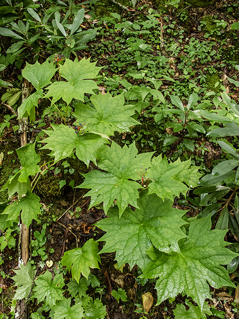 Diphylleia cymosa (American umbrellaleaf) #67187