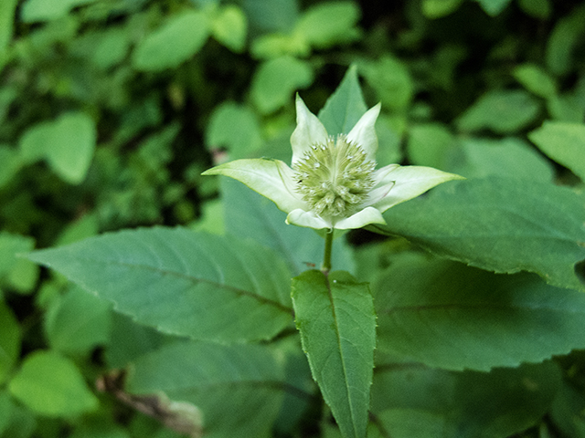 Monarda clinopodia (White bergamot) #67192