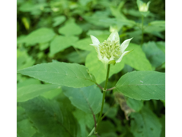 Monarda clinopodia (White bergamot) #67193