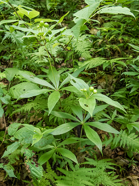 Medeola virginiana (Indian cucumber) #67198